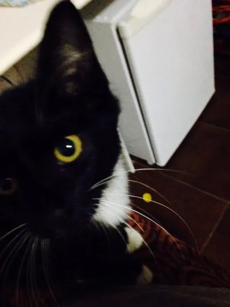 Gato ra a Vira lata  idade  nome Sem nome 