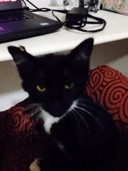 Gato ra a Vira lata  idade  nome Sem nome 