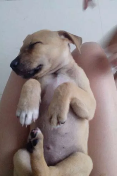 Cachorro ra a SRD idade 2 a 6 meses nome Brigitte