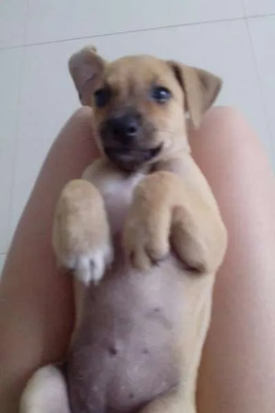 Cachorro ra a SRD idade 2 a 6 meses nome Brigitte