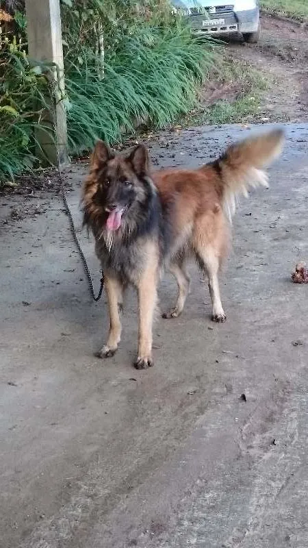 Cachorro ra a Pastor Belga  idade 2 anos nome Iron
