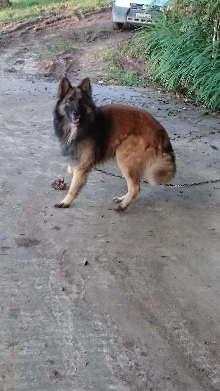 Cachorro ra a Pastor Belga  idade 2 anos nome Iron