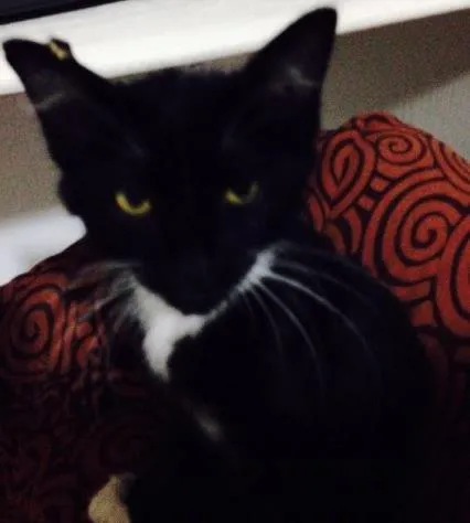 Gato ra a Vira lata  idade  nome Sem nome 