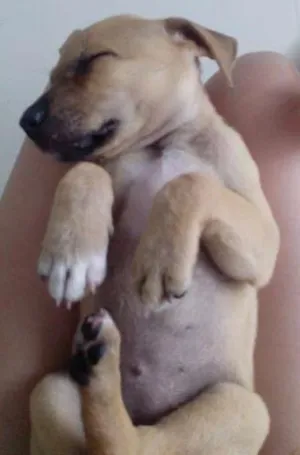 Cachorro raça SRD idade 2 a 6 meses nome Brigitte