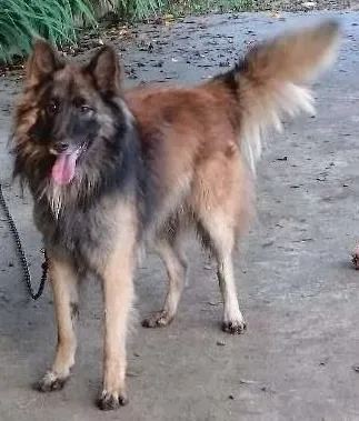 Cachorro ra a Pastor Belga  idade 2 anos nome Iron