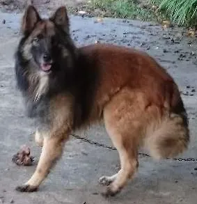 Cachorro ra a Pastor Belga  idade 2 anos nome Iron