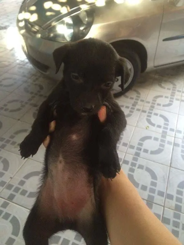 Cachorro ra a não definida idade Abaixo de 2 meses nome Filhotes