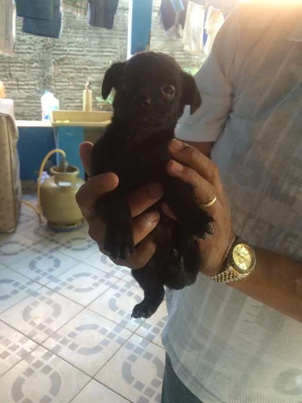 Cachorro ra a não definida idade Abaixo de 2 meses nome Filhotes