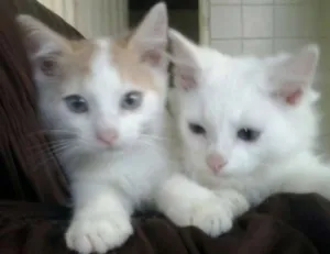 Gato raça indefinida idade 2 a 6 meses nome Chiquinha, iury e g