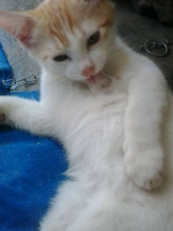 Gato raça indefinida idade 2 a 6 meses nome Chiquinha, iury e g