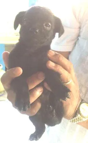 Cachorro raça não definida idade Abaixo de 2 meses nome Filhotes