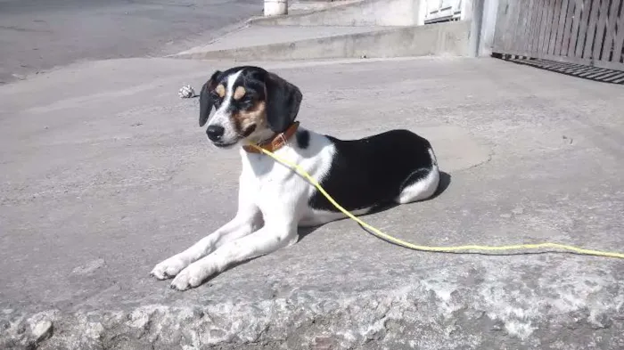 Cachorro ra a Indefinida idade 1 ano nome Lilica