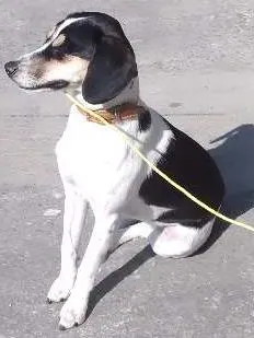 Cachorro ra a Indefinida idade 1 ano nome Lilica