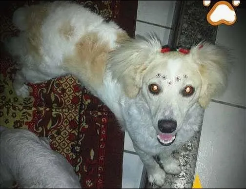 Cachorro ra a indefinida idade 3 anos nome fadinha