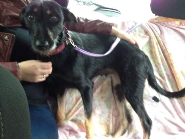 Cachorro ra a SRD idade 1 ano nome Baby