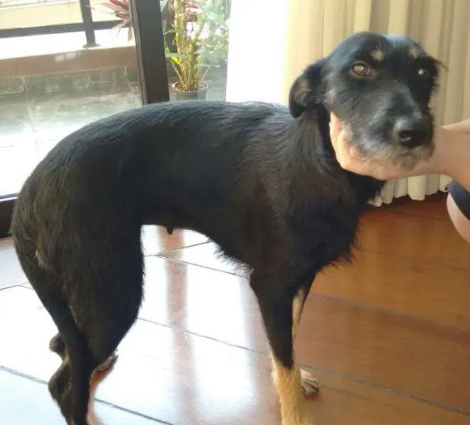 Cachorro ra a SRD idade 1 ano nome Baby
