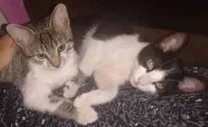 Gato raça  idade 2 a 6 meses nome Orion e Tiger