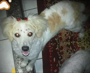 Cachorro raça indefinida idade 3 anos nome fadinha