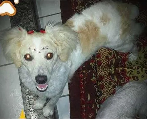 Cachorro ra a indefinida idade 3 anos nome fadinha
