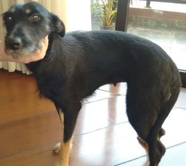 Cachorro ra a SRD idade 1 ano nome Baby