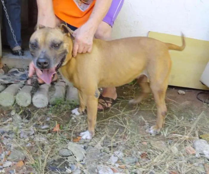 Cachorro ra a Pit-Bull idade 4 anos nome Mell