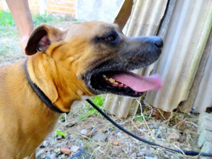 Cachorro ra a Pit-Bull idade 4 anos nome Mell