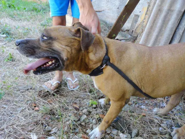 Cachorro ra a Pit-Bull idade 4 anos nome Mell