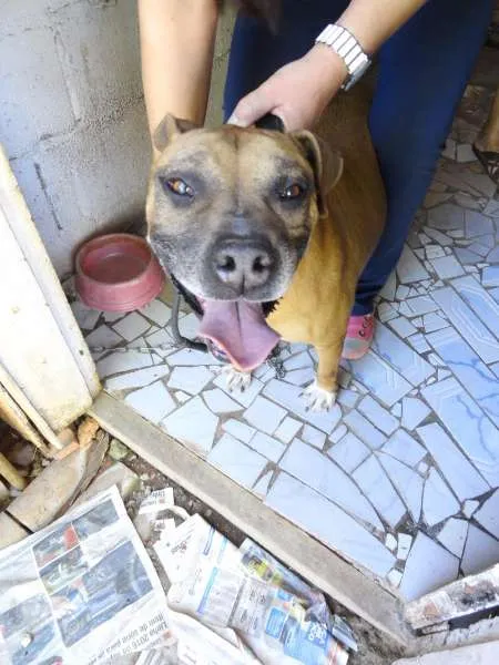 Cachorro ra a Pit-Bull idade 4 anos nome Mell