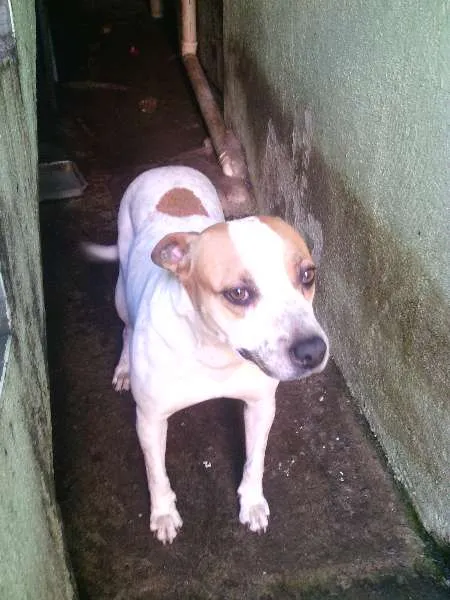 Cachorro ra a viralata com pitt bull idade 2 anos nome Jade 