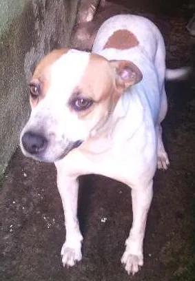 Cachorro raça viralata com pitt bull idade 2 anos nome Jade 