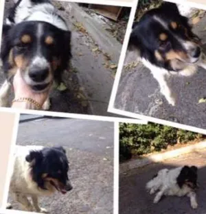 Cachorro raça SRD idade 1 ano nome THOR