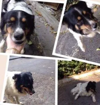 Cachorro ra a SRD idade 1 ano nome THOR