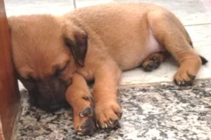 Cachorro raça Vira lata idade Abaixo de 2 meses nome Isis e Afrodite 