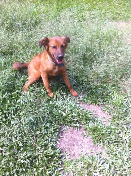 Cachorro ra a Srd idade 1 ano nome Pucca