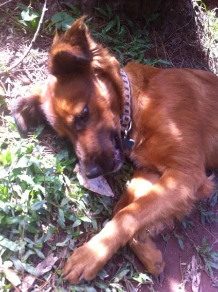 Cachorro ra a Srd idade 1 ano nome Pucca