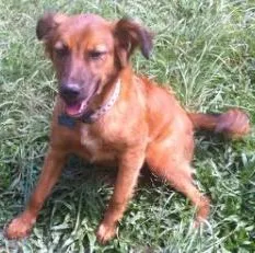 Cachorro raça Srd idade 1 ano nome Pucca