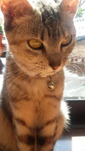 Gato raça gatos idade Abaixo de 2 meses nome MEL