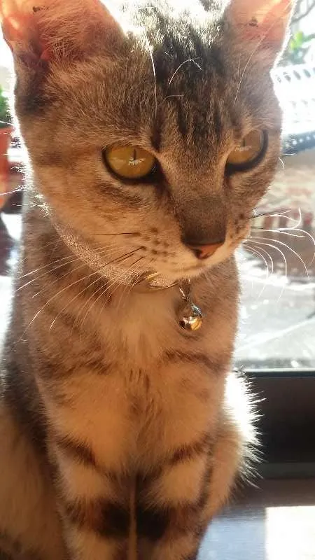 Gato ra a gatos idade Abaixo de 2 meses nome MEL