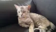 MEL