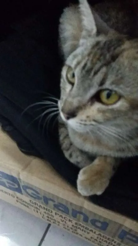 Gato ra a gatos idade Abaixo de 2 meses nome MEL