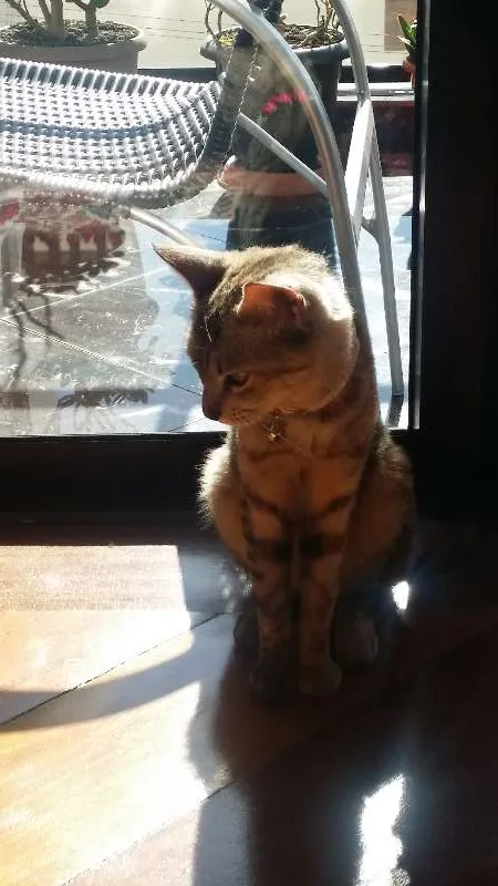 Gato ra a gatos idade Abaixo de 2 meses nome MEL