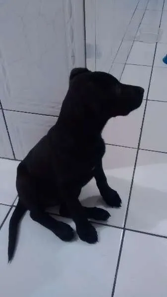 Cachorro ra a Indefinida idade 2 a 6 meses nome Sophie