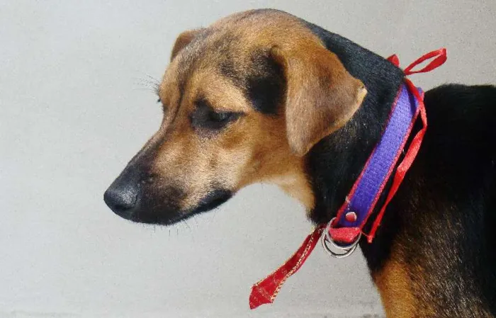 Cachorro ra a SRD idade 1 ano nome ADOTA PINGO!