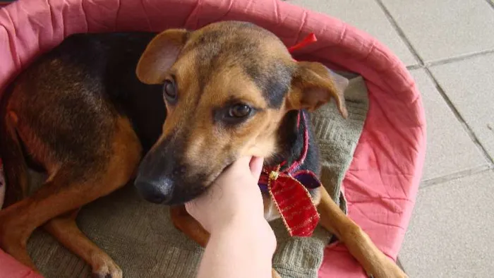 Cachorro ra a SRD idade 1 ano nome ADOTA PINGO!