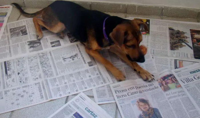 Cachorro ra a SRD idade 1 ano nome ADOTA PINGO!