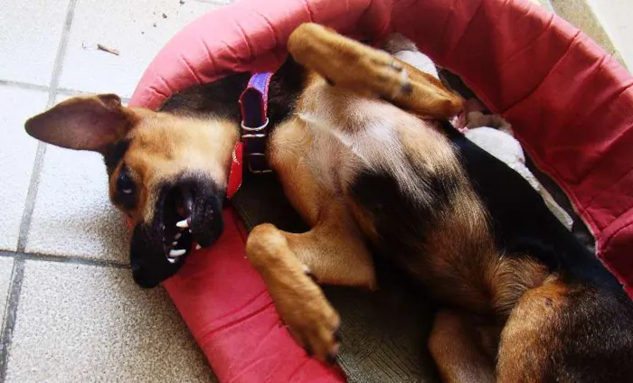 Cachorro ra a SRD idade 1 ano nome ADOTA PINGO!