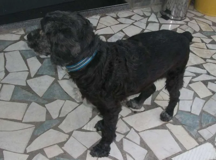 Cachorro raça Poodle idade 3 anos nome BETHOVEN