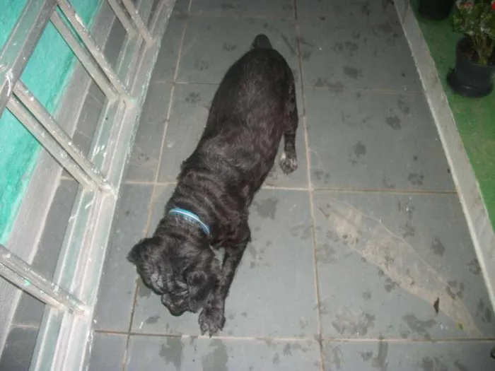 Cachorro raça Poodle idade 3 anos nome BETHOVEN