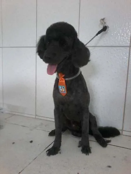 Cachorro raça Poodle idade 4 anos nome Blayde