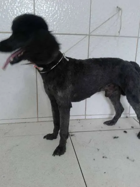 Cachorro raça Poodle idade 4 anos nome Blayde